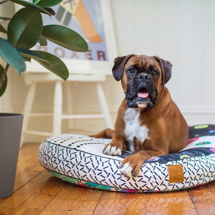 You'll never catch us three sleeping on the job, but if you did it would be on this thestatelyhound.com/colourful-dog-…