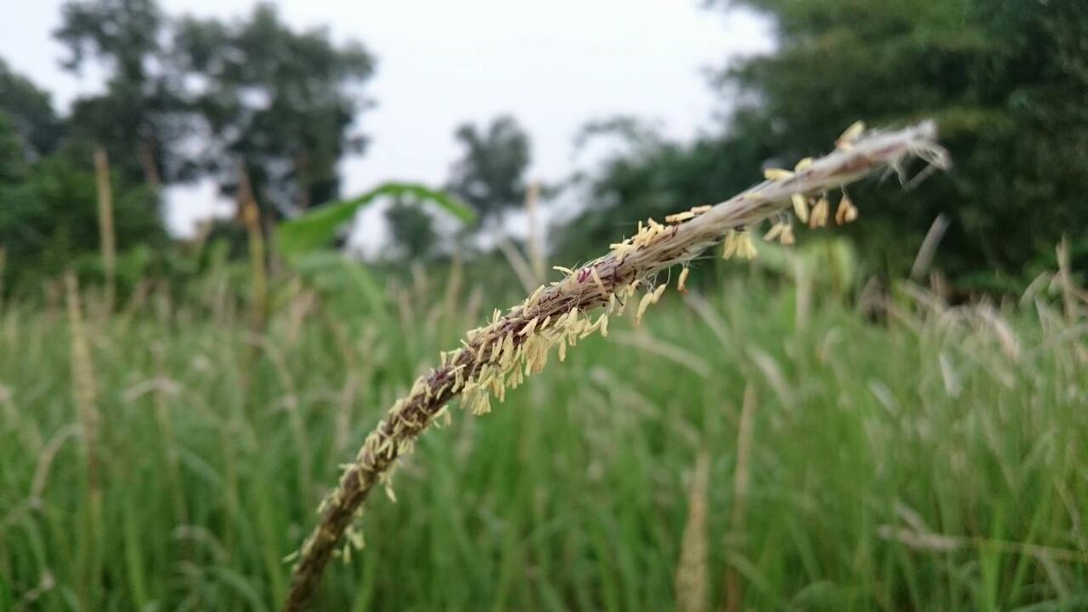 Kian berisi, kian merunduk. Taken by #XperiaM5Dual @SonyXperiaID