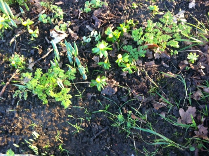 NigelJoice's tweet image. Aconites in flower!! daffs showing but unusually the snowdrops are lagging behind #unusualweather