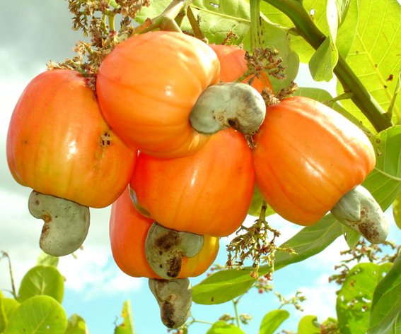 LeadershipNGA's tweet image. Cashew Association Targets N80bn From Cashew Export In 2016 - leadership.ng/business/48787…
