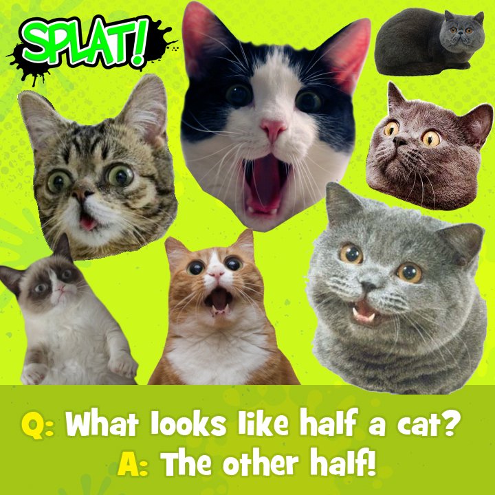 splatmag's tweet photo. #JokeOfTheDay #SplatMag #LOL #cats https://t.co/KXOTgM8Mzk