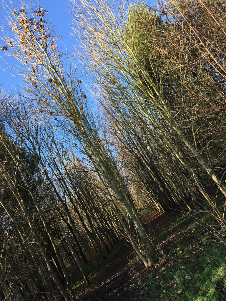 rogerwoodsvo's tweet photo. The daily #dogscape with hounds walked in sunshine under blue skies! Happy New Year! #vo #voiceover https://t.co/MNj4gM3kx9