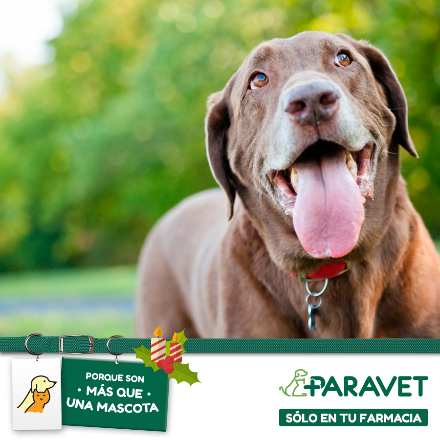 Paravet_Spain's tweet photo. ¿Estáis de vacaciones con vuestra mascota? ¡Nos encantará que nos mandéis una foto! https://t.co/nVR0wQ4ZYq