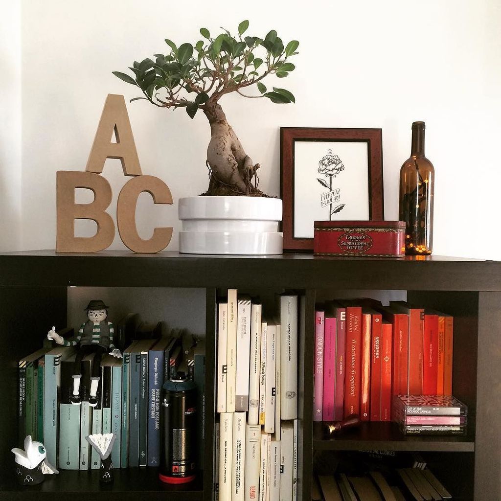 DesignRambles's tweet image. #library #designlibrary #house #book #gradient #thisisnotalovesong #housedesign #bonsai #bonsaitree #designthinking…
