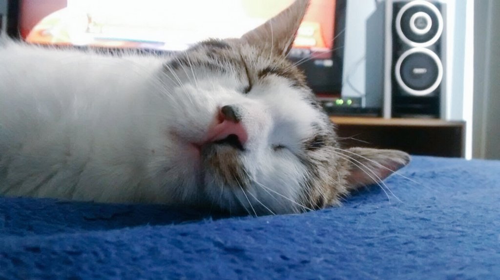 movimientoanim1's tweet photo. Feliz 2016 !!!!! Con respeto animal. https://t.co/Bi7KsNQoUn