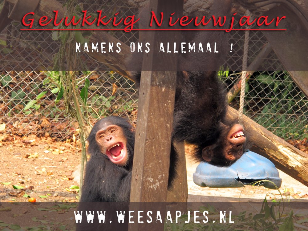 Stichting Weesaapjes (@weesaapjes) on Twitter photo 