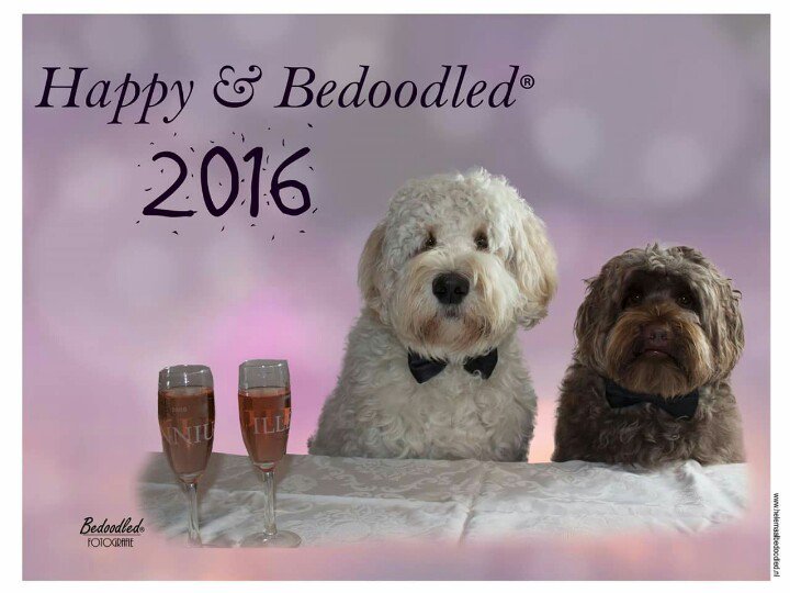 BoekBedoodled's tweet photo. Dat het een mooi jaar mag worden!
#labradoodle #bedoodled https://t.co/g7gFfDD4DC