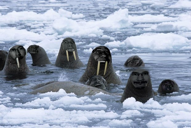 морж северного ледовитого океана. моржи полюс. морж животное. моржи полюс. северный полюс моржи.