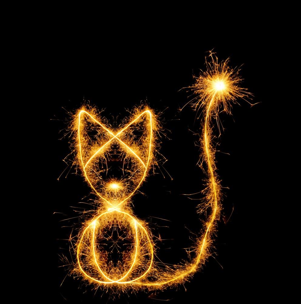 leupas's tweet photo. #brusselsfireworks #HappyNewYear #catsofbrussels https://t.co/8SDeEPIXIz