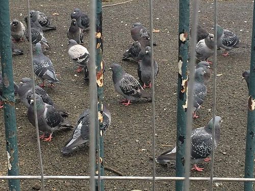 BrianPigeon's tweet photo. Just posted on the blog: Happy 2016: Ten Years A Pigeon. #HappyNewYear everyone https://t.co/r0xepKpgGL https://t.co/d62tw5Wswl