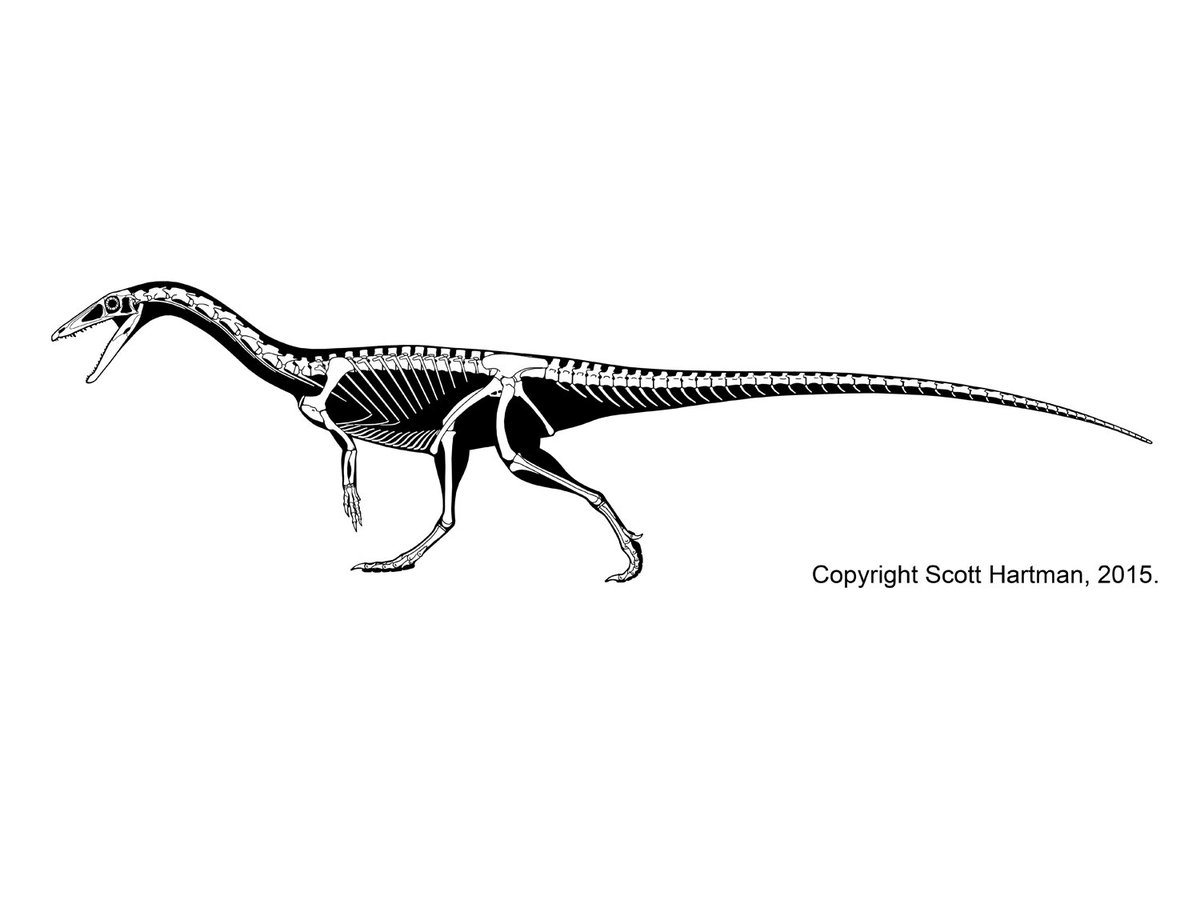skeletaldrawing's tweet image. I've not been active on the Twitters for a bit, so here's a new skeletal of Coelophysis to break the ice.