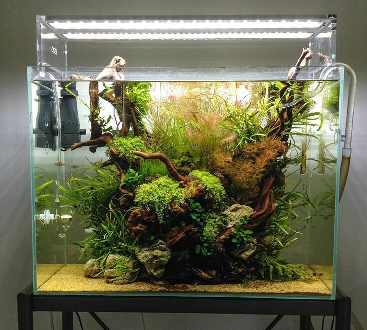 Akvaristan's tweet photo. #akvaristan #aquarium #akvaryum #aquarien Beautiful chaos scape
#aquascaping #aquarium #aquariumcreation #plantedta… https://t.co/3Av34Fntko