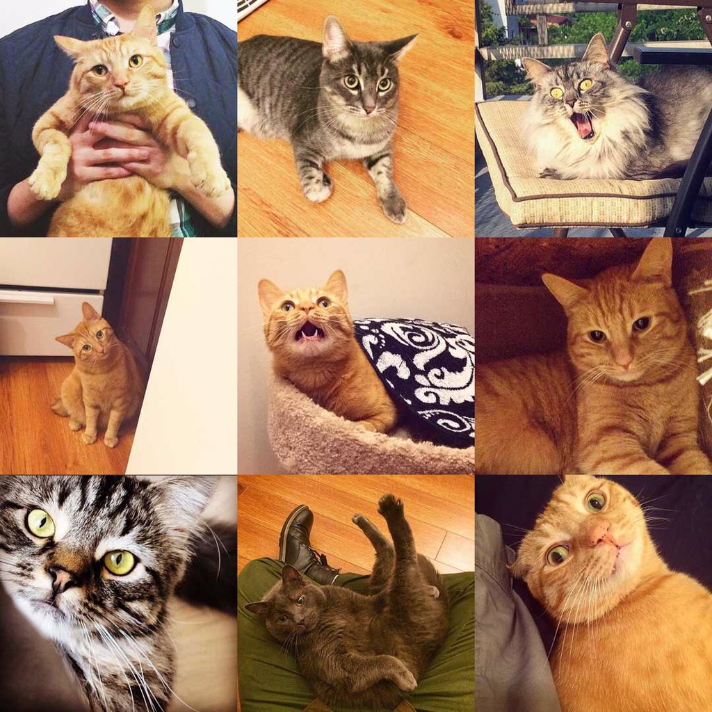 Foster The Cats tweet media