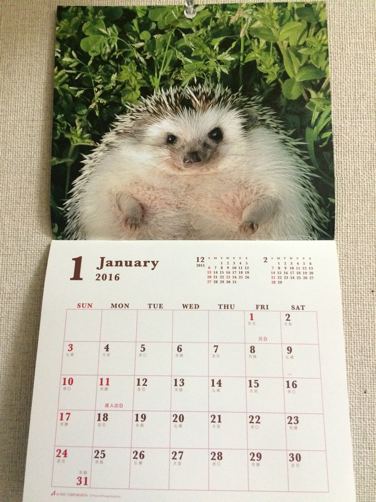 ハリネズミまるたろう