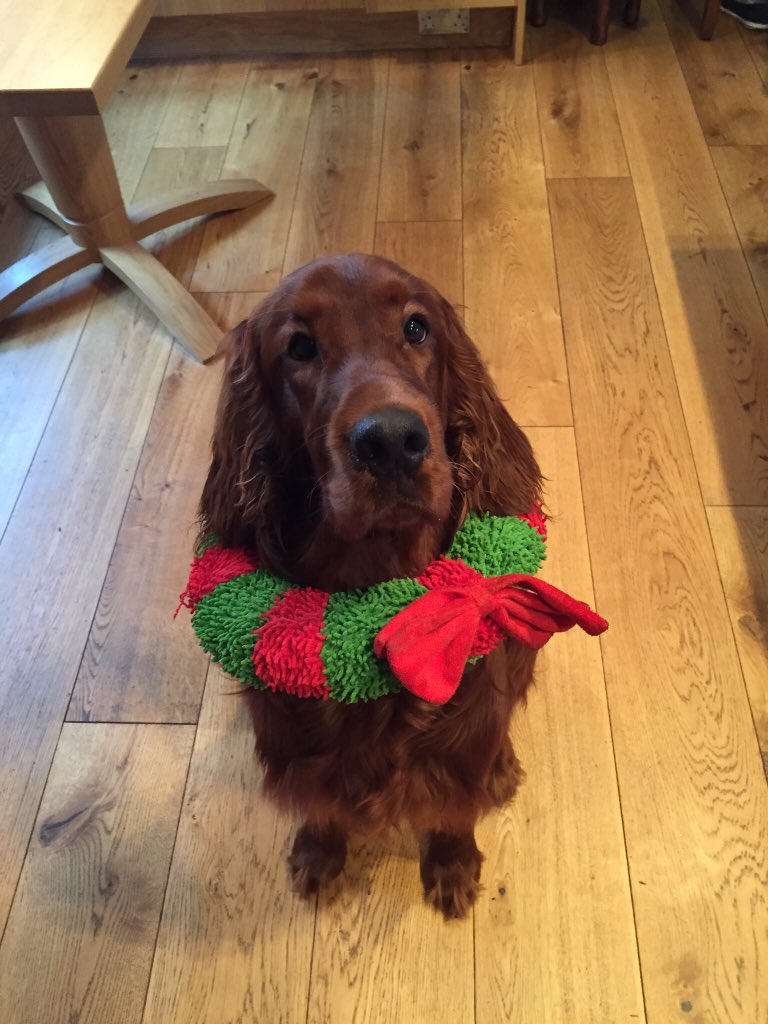 PaddySetter's tweet image. Mum made me wear this.
#NotCool
