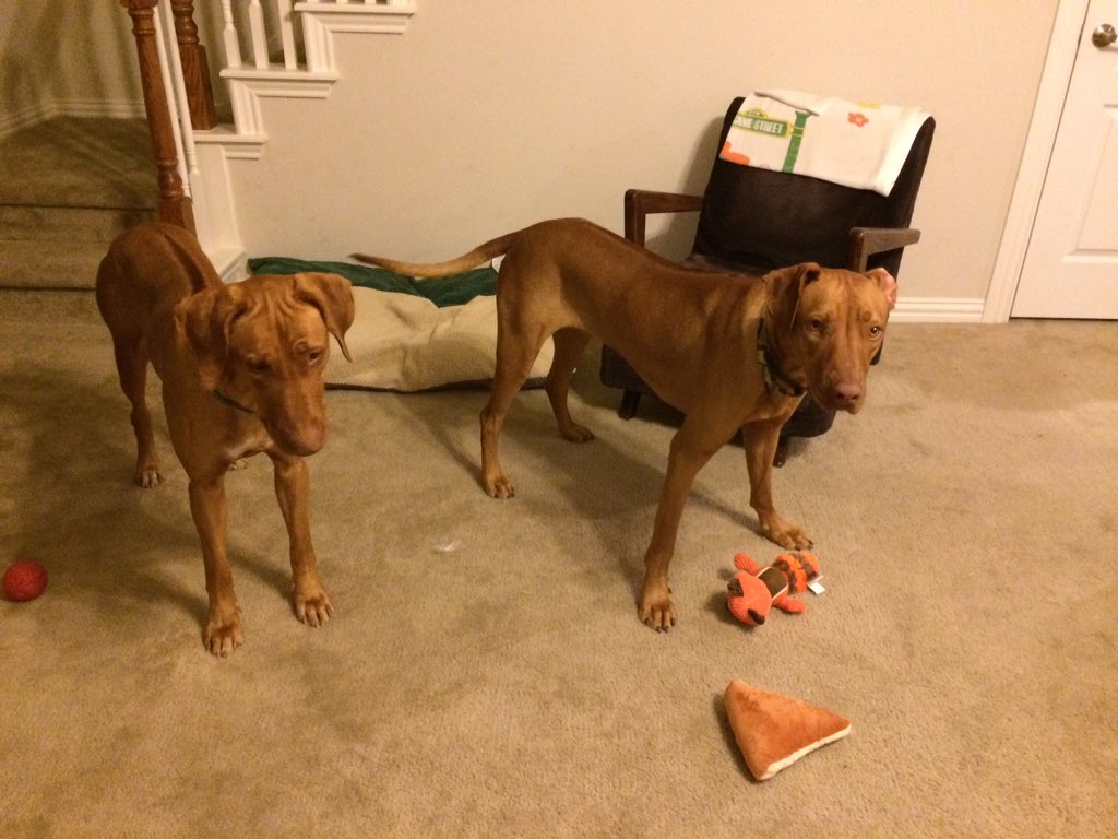 Bionerdery's tweet photo. Meet the new mini pack. River on the left, Harry on the right. Current #protoadults will be innundated. https://t.co/kVGRP5djRd