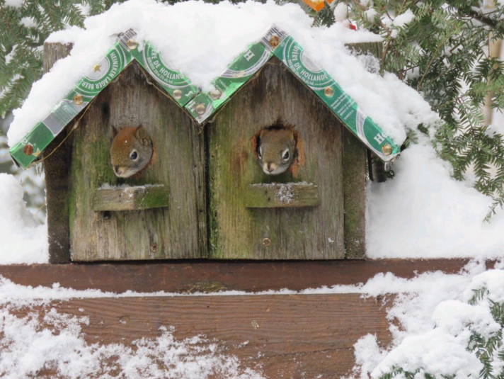 weathernetwork's tweet photo. Still no plans for #NYE2016? How about getting together with a neighbour :) Thks @MuskokaMAK for the squirelly shot https://t.co/01WnjpuNo5