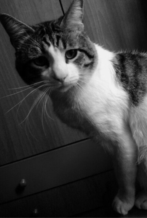 crisshameless's tweet photo. SE ME A PERDIO EL GATO, ATIENDE A NOMBRE DE NICO, ES BLANCO CON MANCHAS GRISES, NO LLEVA COLLAR, 659234117 RT https://t.co/mSwNUh8EYB
