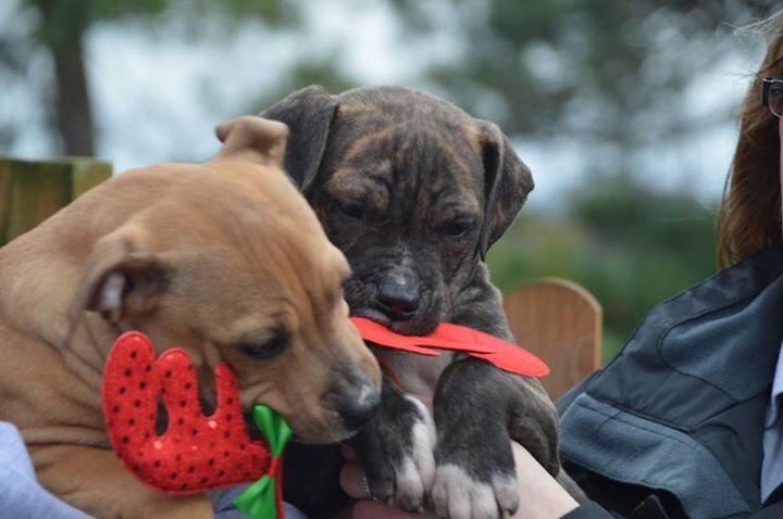 NWDogRescue's tweet photo. His sisters are going home on Saturday leaving Little Eddie in rescue alone 😢😢😢 Please find him a super home? RT? https://t.co/TwZjxC0lDd