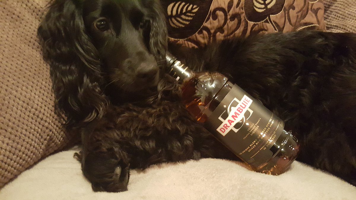 Stylosa's tweet image. lol! It looks like McGee is seeing the new year in like a true hero!!! #HappyNewYear 2016!