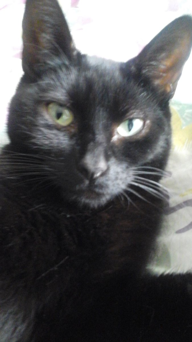 Lucktheduck's tweet photo. OH NO My cat just took a selfie WOW well face reveal 😂 https://t.co/z3Q5hMfJnn