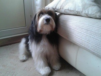 millypod1's tweet photo. #Lost Tibetan Terrier Male  PLEASE SHARE
In #Hounslow #GreaterLondon #TW4 https://t.co/5H8jwFBtON https://t.co/Ehv0ma3HyN