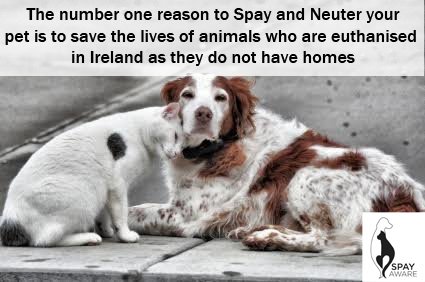 Spayaware's tweet image. This New Year please Spay and Neuter your pets to end overpopulation of animals in Ireland SpayAware.ie