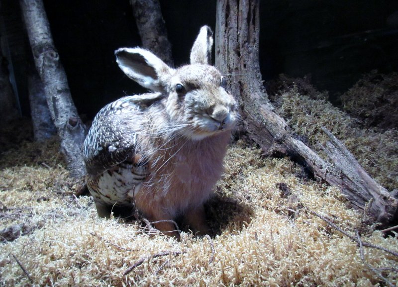 melker_larsson's tweet image. En #skvader finns inte bara i #Sundsvall, på #NorraBerget, utan även på #BiologiskaMuseet på #Djurgården