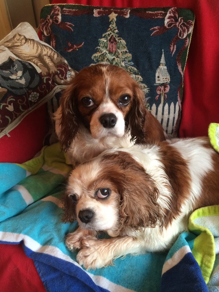 Lonesomepoppy's tweet photo. @debbieflint Happy New year to you and Charlie from my two Rescue Foster Dogs #cavaliersinneed #rescue https://t.co/5mYoJHJ7Cf