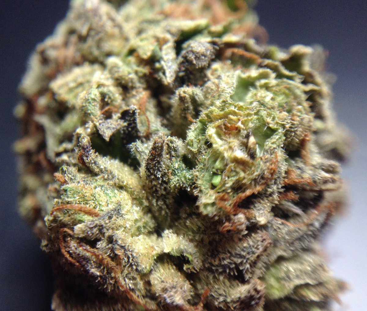 theAgingEnt's tweet photo. #NewYearsDay New #MarijuanaEncyclopedia #Podcast showcase of @thegreenvault #WAPot

#Nugporn #SneakPeak #420AM https://t.co/ZMeELXD3tu