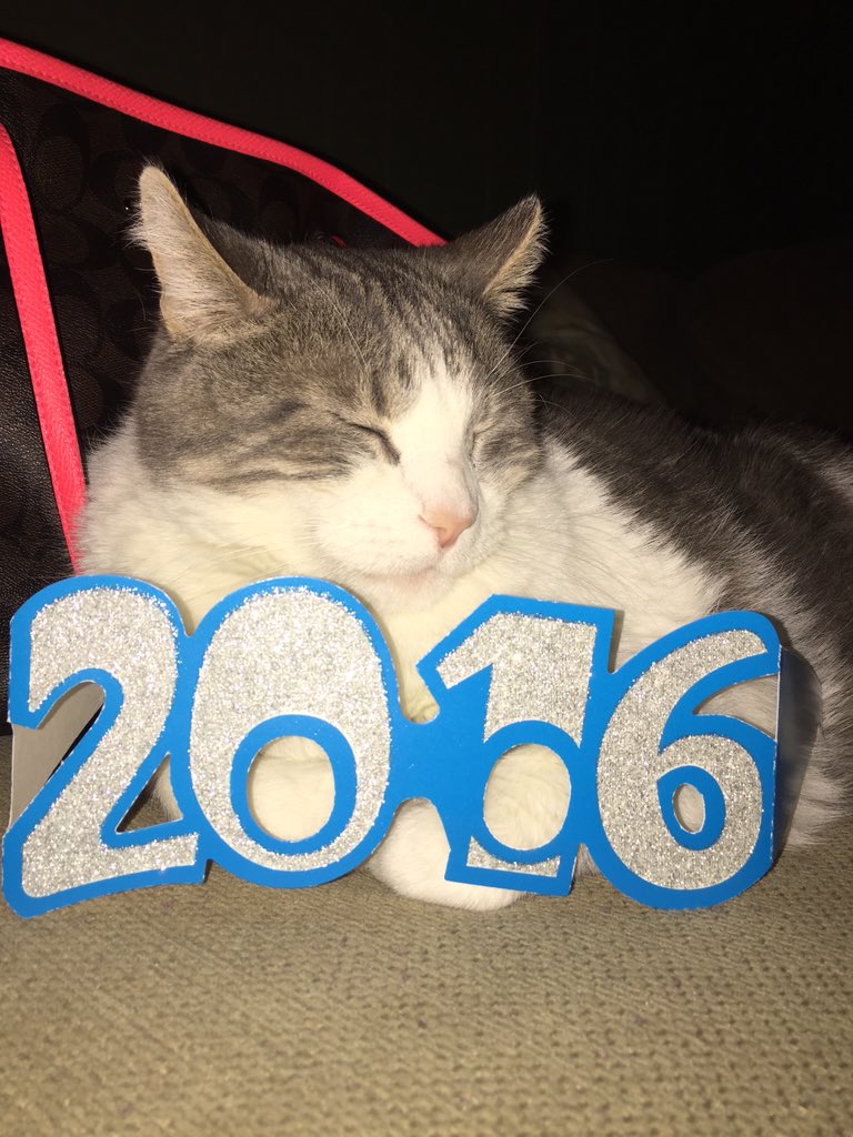 Marley_Cat's tweet photo. New Years Eve festivities #BringItOn2016 #CatsOfTwitter #cats https://t.co/oJmdygG8qs