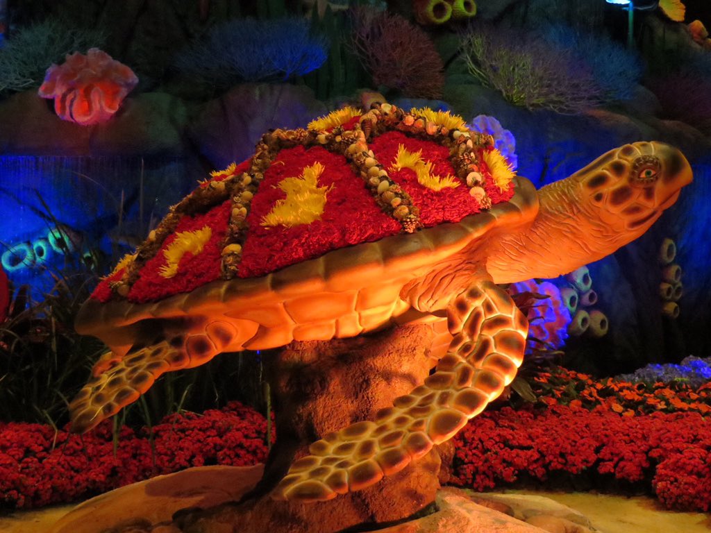 Cabernetsue's tweet photo. @Bellagio @MGMResortsIntl #LookBack15 love the turtle! X https://t.co/3HvuKsujXd