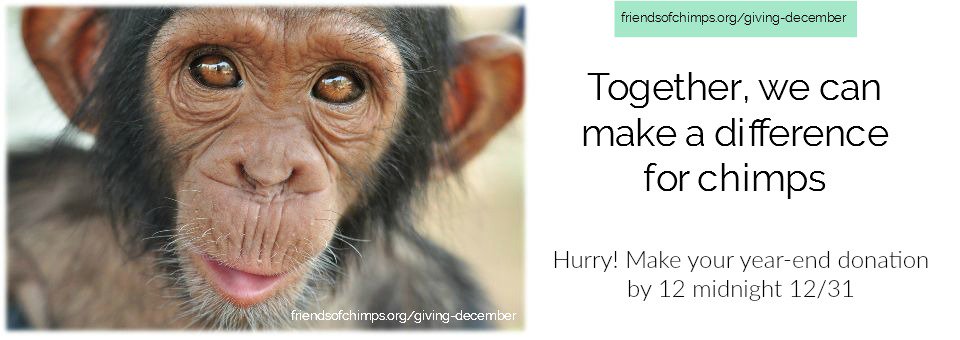 Thanks for an amazing year! Together we can make a difference for chimps bit.ly/1P3Eu3S