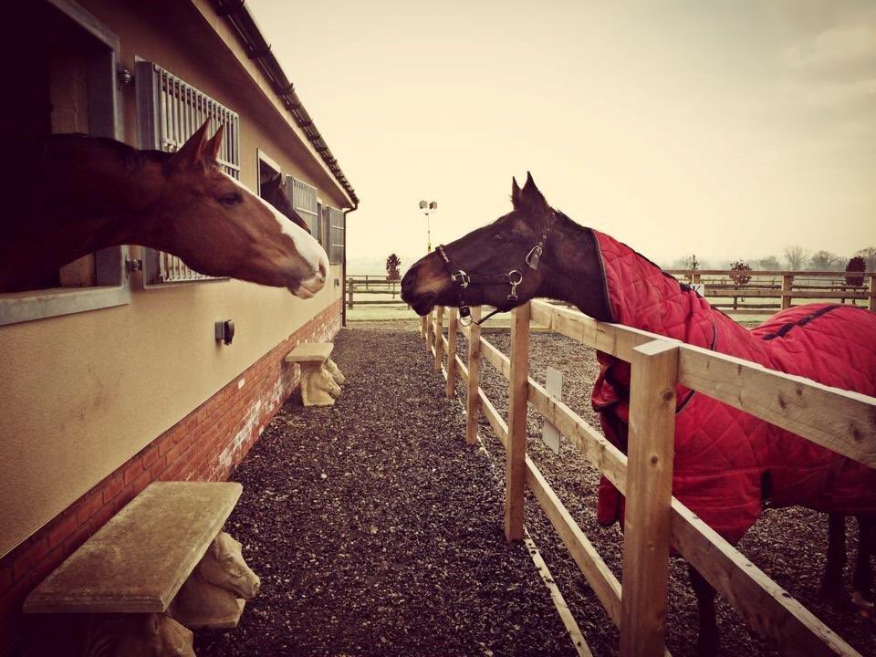 PrioryFarmEquestrian tweet media