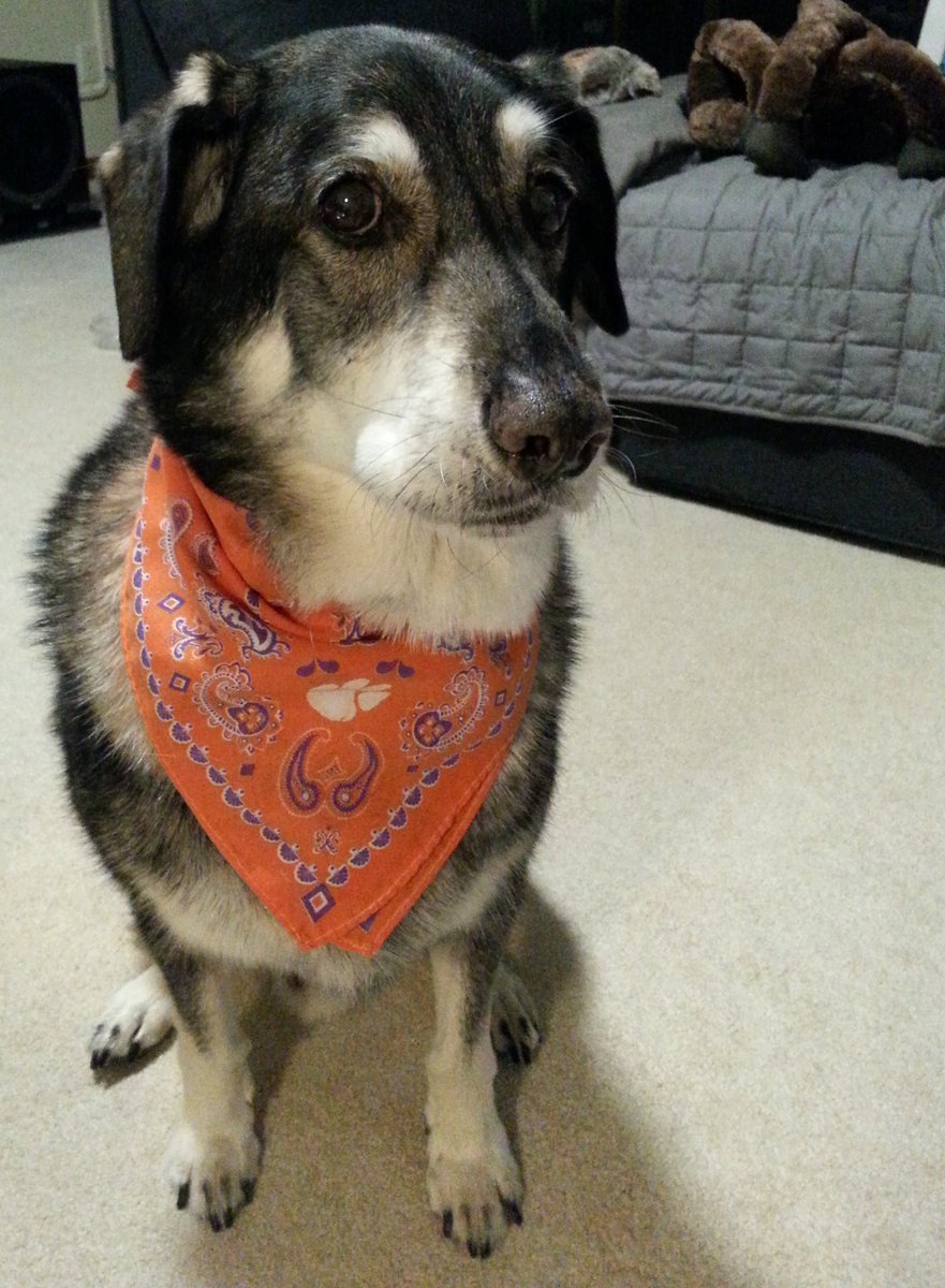 phisigz's tweet image. Great day to be a Tiger!  #1 Clemson fan.  #Clemson #ClemvsOkla #OrangeBowl #ALLIN #ESPN #BYOG #Dabo