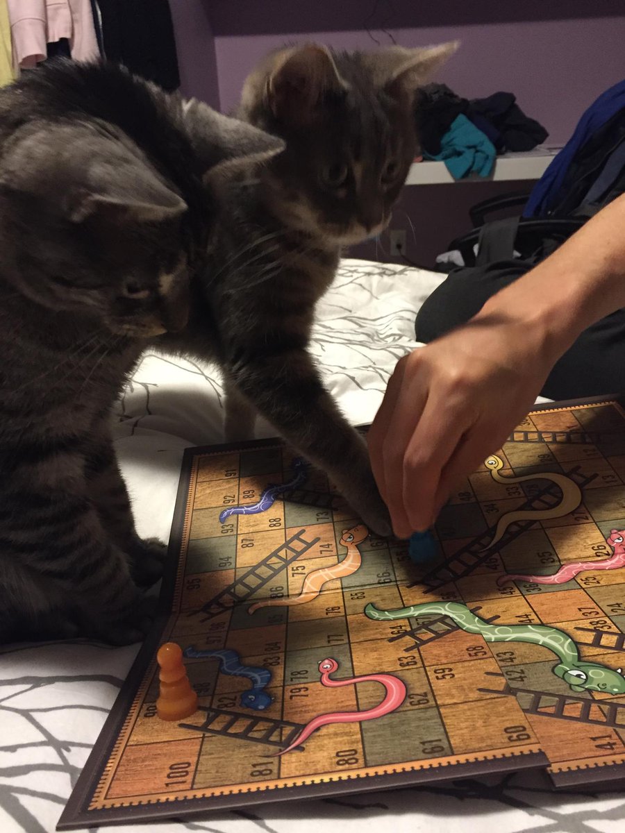 mirmle's tweet photo. #NewYearsEve with #MarblesandSwiffer. #cats #cutecats #snakesandladders #CatsOfTwitter #LameNewYears https://t.co/1zaVrx3Bm8