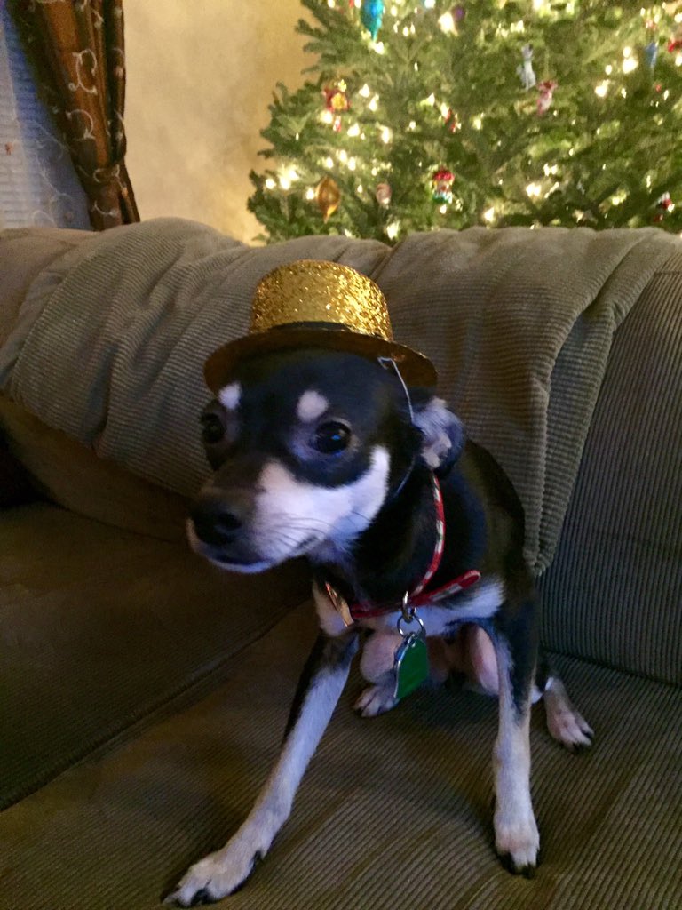 sweetlittlefred's tweet photo. Happy #almost2016 #NewYearsEve https://t.co/nlPHb14MRa