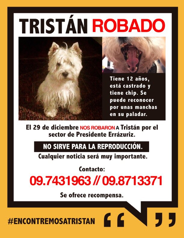 felipeprohens's tweet image. @mentiraslared ayudanos por favor... Se robaron nuestro perro de 12 años.. #EncontremosATristan