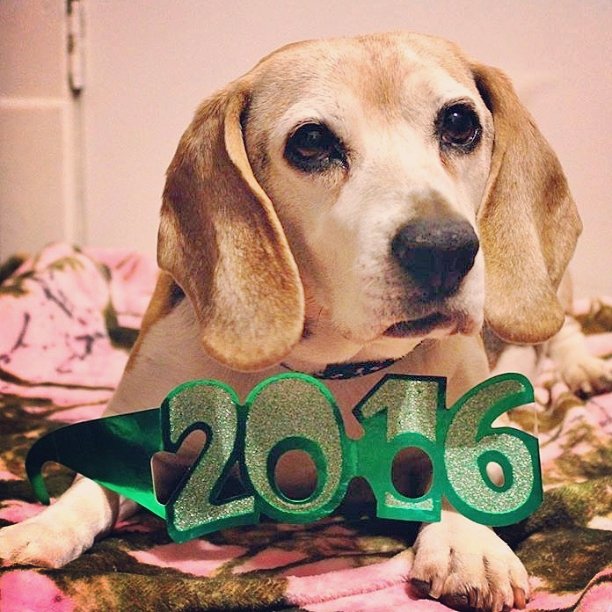 BennyNGina's tweet photo. @beaglefreedom Happy New Year! https://t.co/fLhV1M6fhi