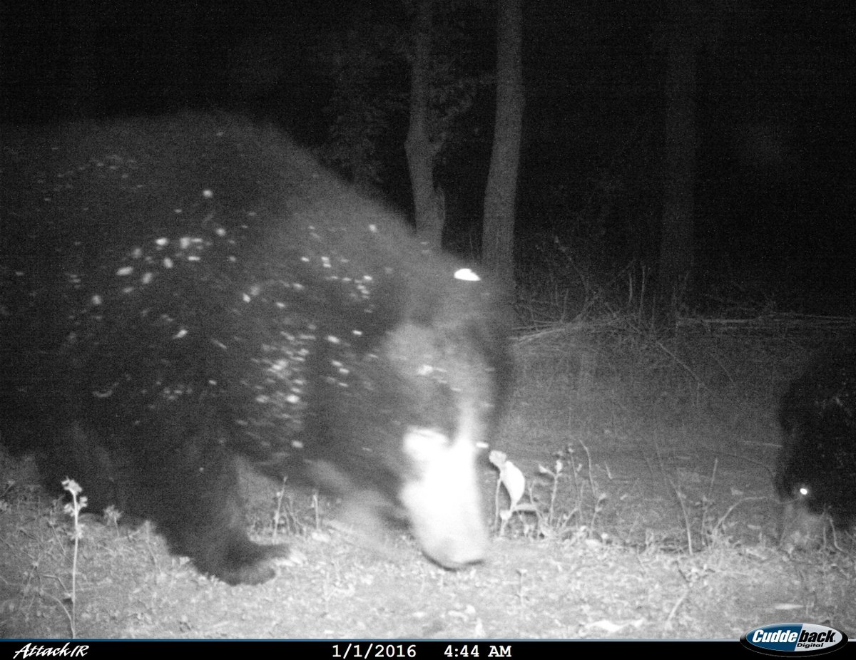 kiplingcampmp's tweet photo. Happy New Year! 
The reclusive sloth bear was caught on camera here last night!
#india #wildlife #nature https://t.co/ytfxpv1mrC