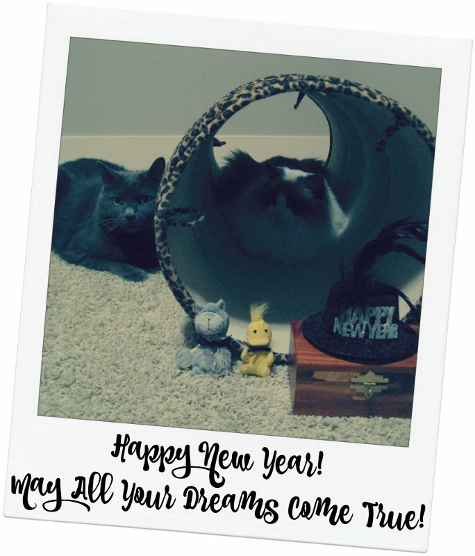 May all your dreams come true in 2016!  #HappyNewYear #Happy2016 #cats #CatsOfTwitter