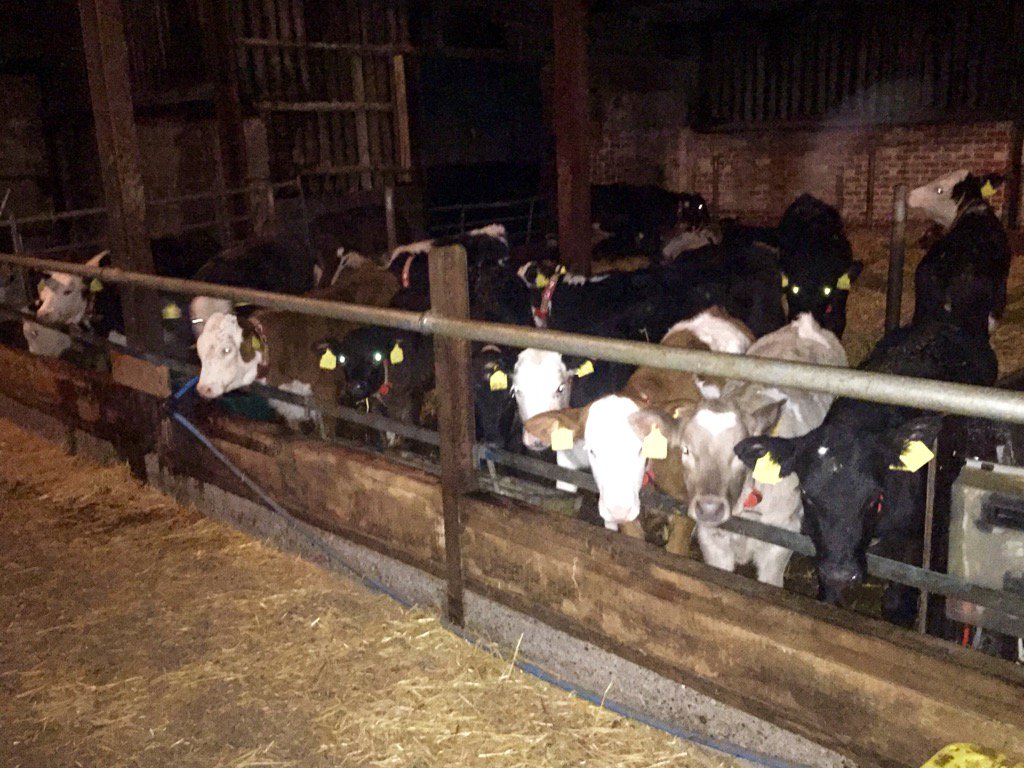 Happy New Year calves. You're right, it's food time! #morningrounds