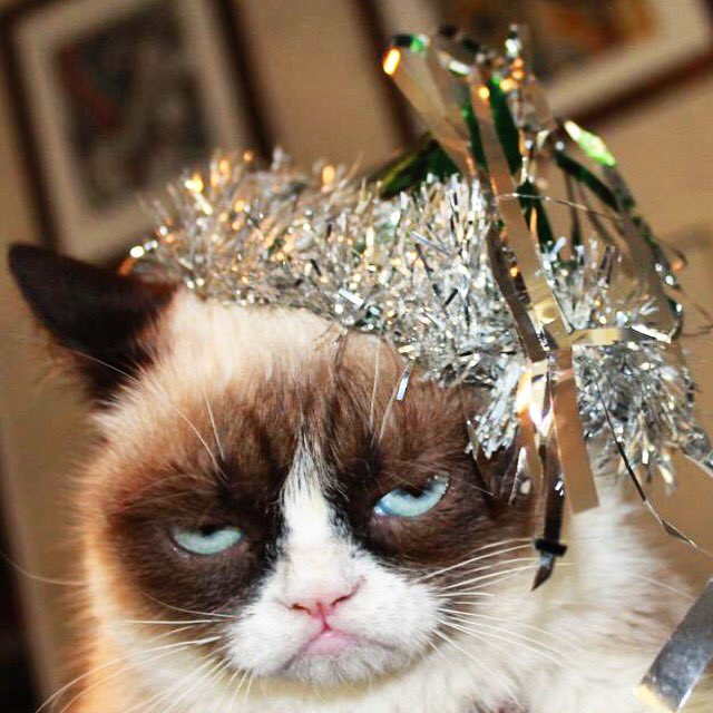 Grumpy Cat On Twitter Httpstco1hbmgzwwiz