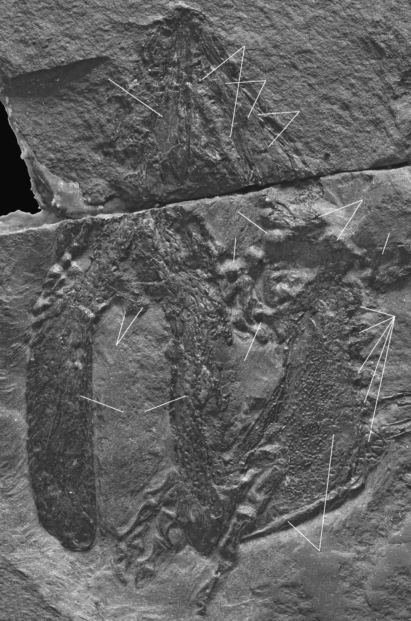 パンテオン A Twitteren ペルム紀の滑空爬虫類 ウェイゲルティサウルス科の新種 Glaurung Schneideri 同時にグラウルング亜科設立 Https T Co Wfl99mdpjg 論文 Https T Co Jnuxlsv485 Https T Co Nt3uatd1c8