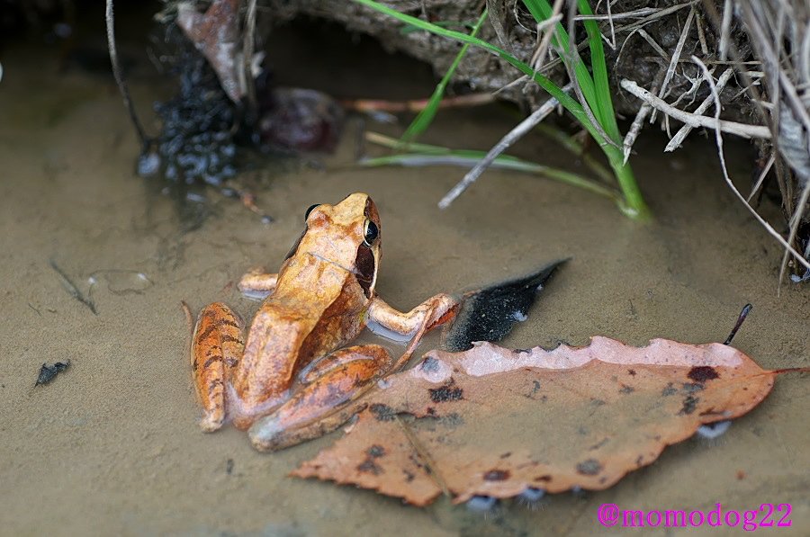 もも ニホンアカガエルはこんな寒い時期に湿地などで繁殖行動をするもんだから たまに水中冬眠しているウシガエルなどにメスと間違えて抱きつくオスがいる 眠そうで迷惑そうなウシガエルの顔がおかしい 11年2月撮影 T Co R9trbnwdq6 もも ニホンアカガエルはこんな寒い時期に湿地などで繁殖行動をするもんだから たまに水中冬眠しているウシガエルなどにメスと間違えて抱きつくオスがいる 眠そうで迷惑そうなウシガエルの顔がおかしい 11年2月撮影 T Co R9trbnwdq6