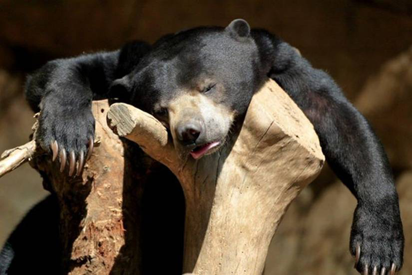 DerekWatts's tweet photo. So it's true...#bearwithsorehead. #2015mustfall. Make #2016 your best year yet! https://t.co/KPCcuKFggf