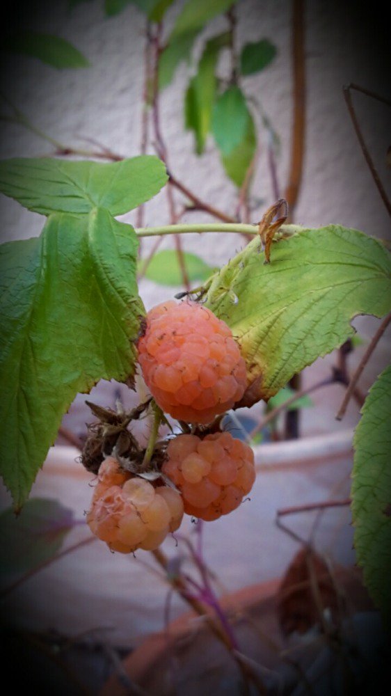 Nö, warum auch nicht: Himbeeren im Januar.