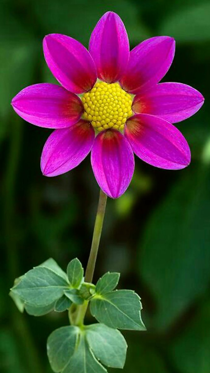 Chamarichobdee On Twitter Good Night Beautiful Flower Https T