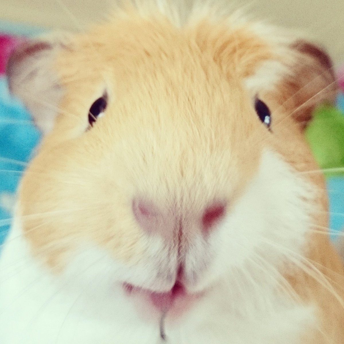 gpigwheekly's tweet photo. ✨🐹 What did we do in 2015? Started the #guineapig wheekly, met the lovely @piggiepigpigs at the #nps2015 ... 🐹 ✨ https://t.co/jJqFVPbrDX