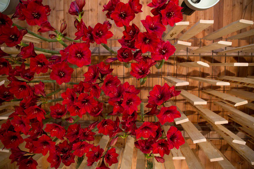 Inspiratie met #Amaryllis door Daniel Santamaria. Een mooi en bloeiend 2016!
facebook.com/media/set/?set…